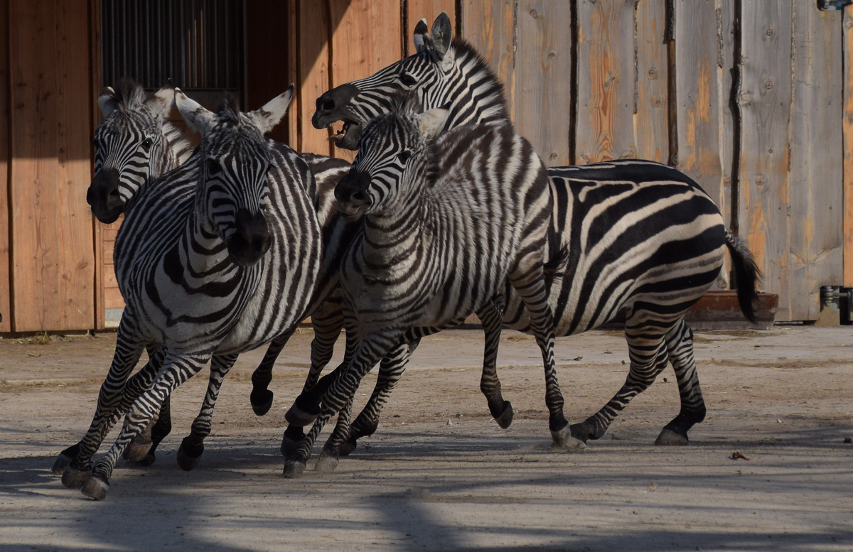 Wettrennen der Zebras