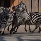 Wettrennen der Zebras