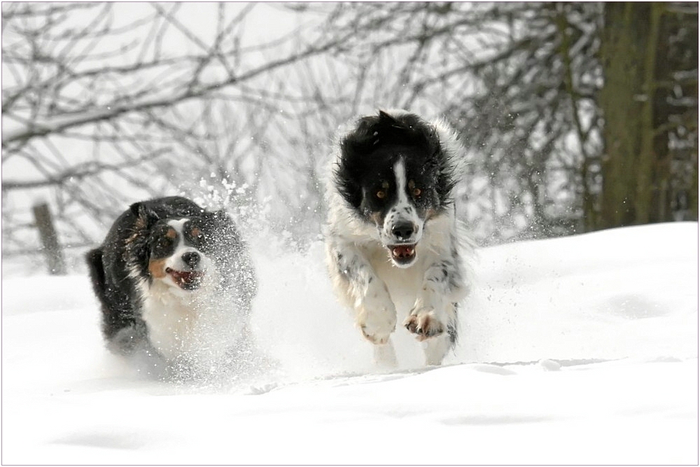 Wettrennen im Schnee