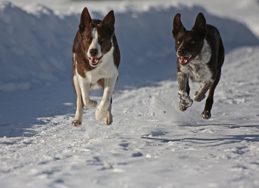 Wettrennen im Schnee