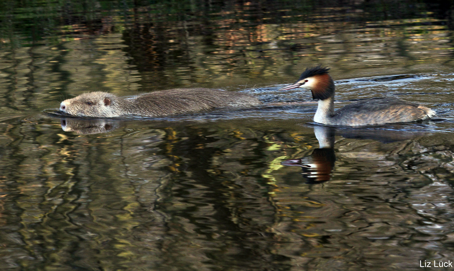 Wettschwimmen