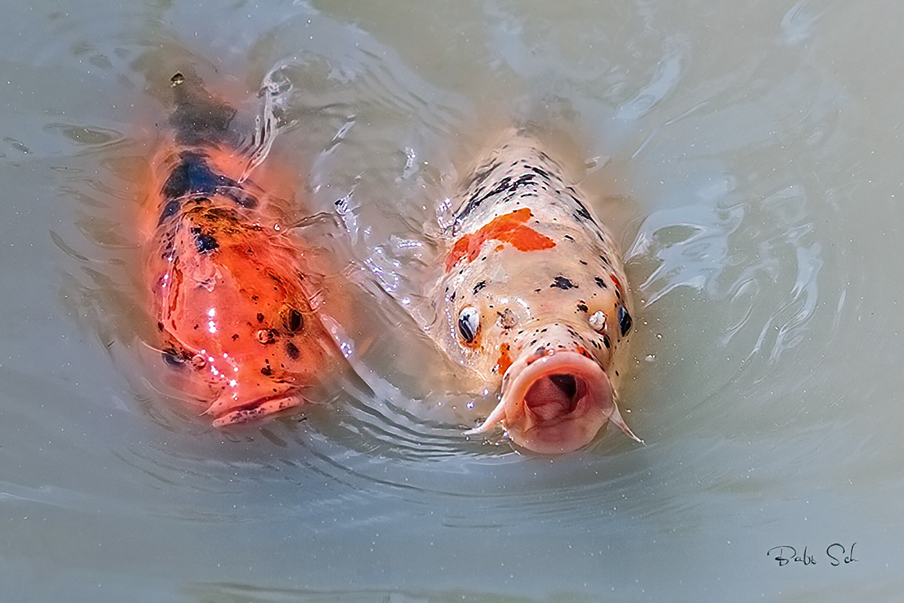 Wettschwimmen...