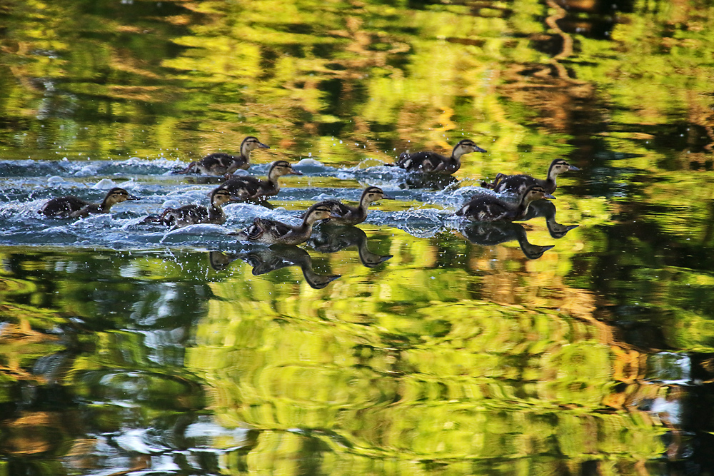 Wettschwimmen am Abend