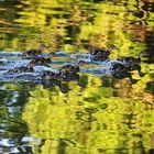 Wettschwimmen am Abend