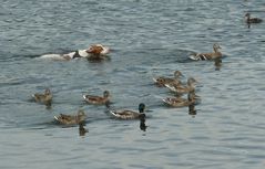 Wettschwimmen