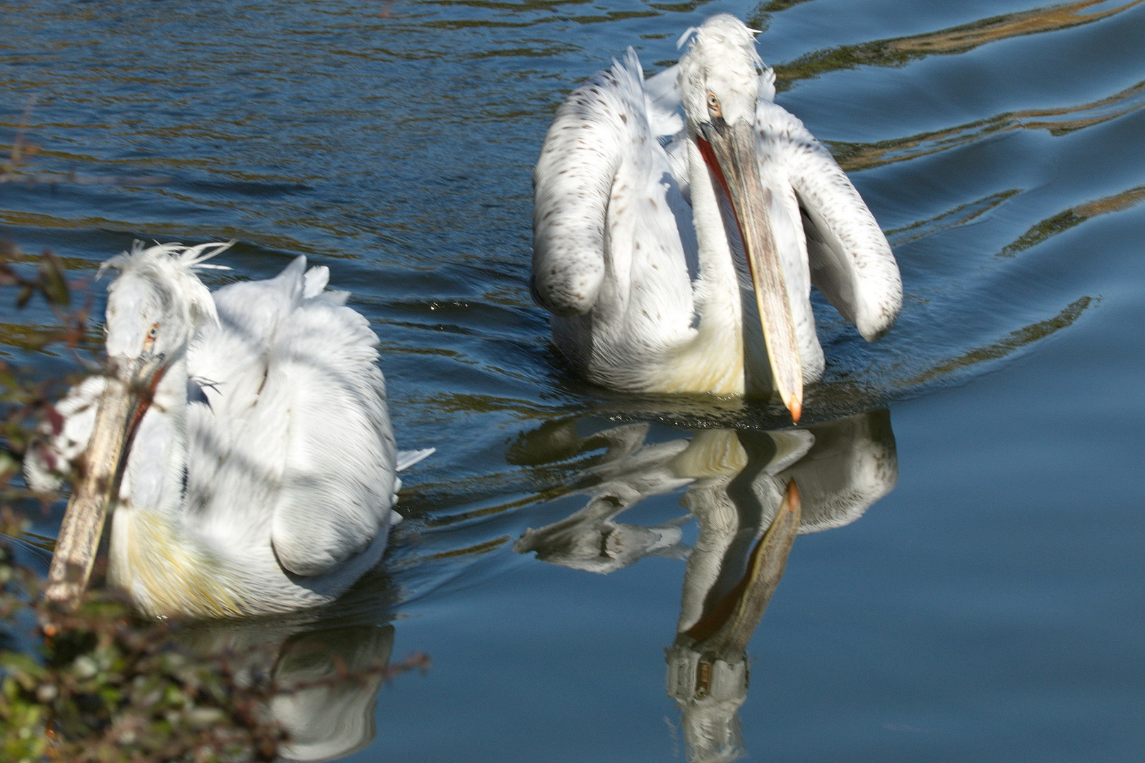 Wettschwimmen der Krauskopfpelikane 