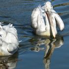 Wettschwimmen der Krauskopfpelikane 