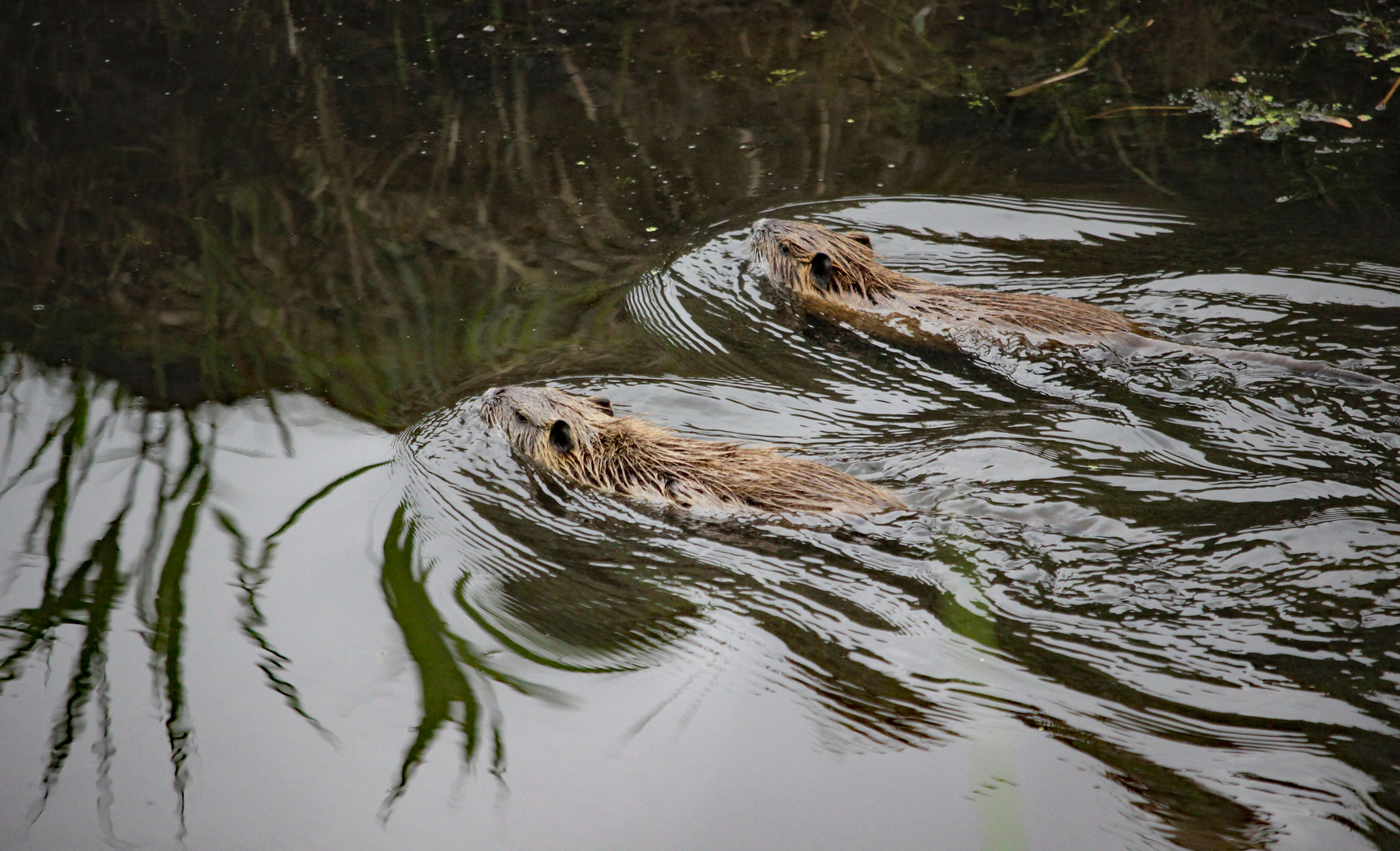 Wettschwimmen der Nutria