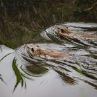 Wettschwimmen der Nutria