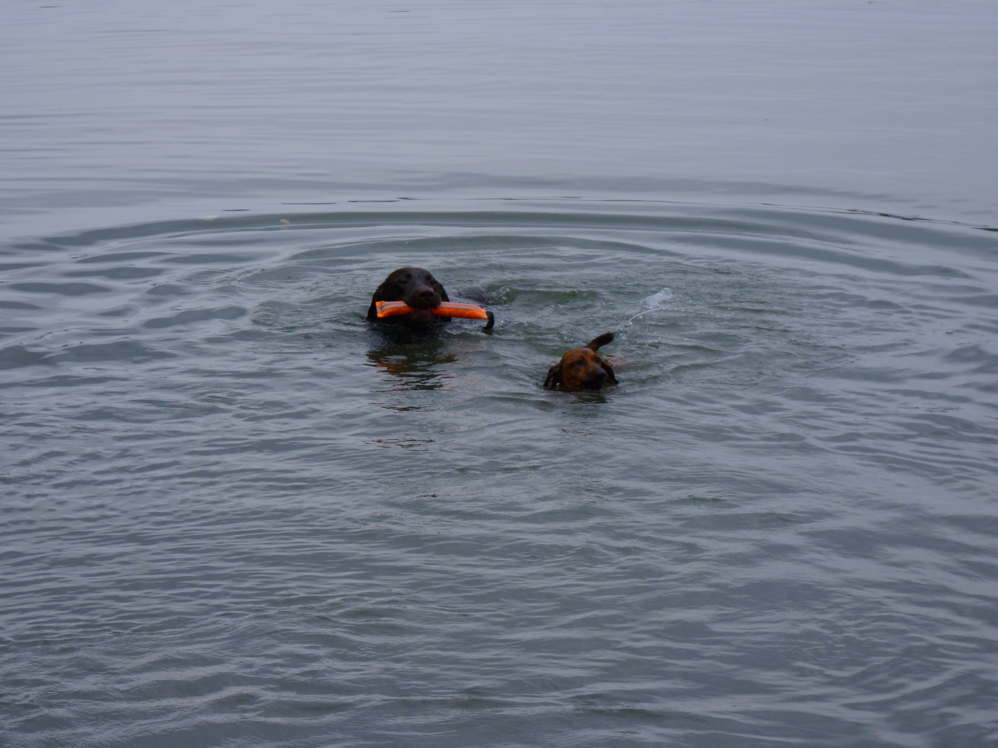 Wettschwimmen