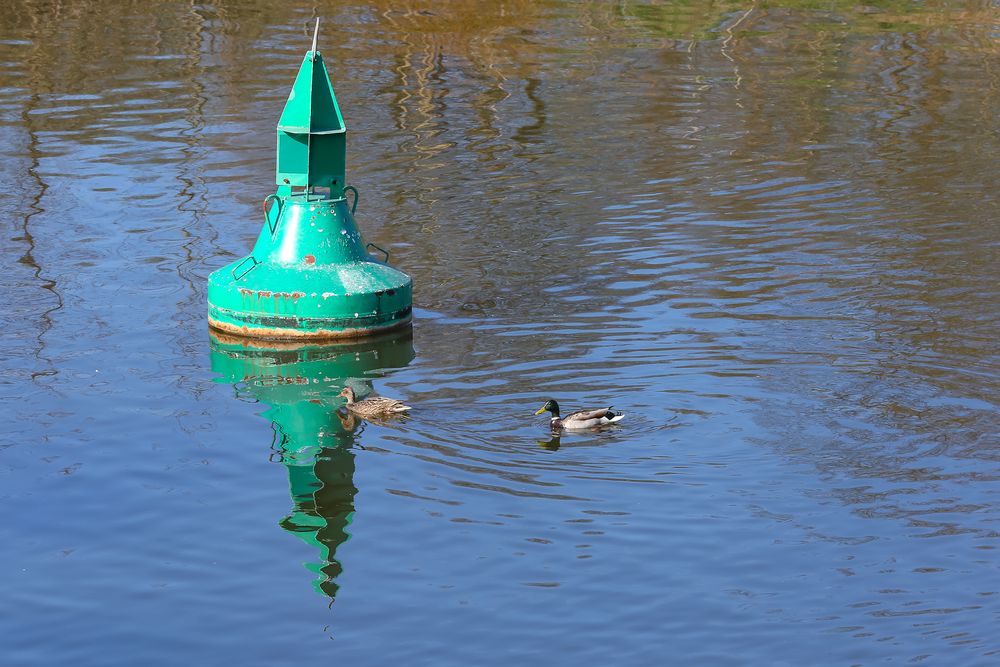 Wettschwimmen um die Boje