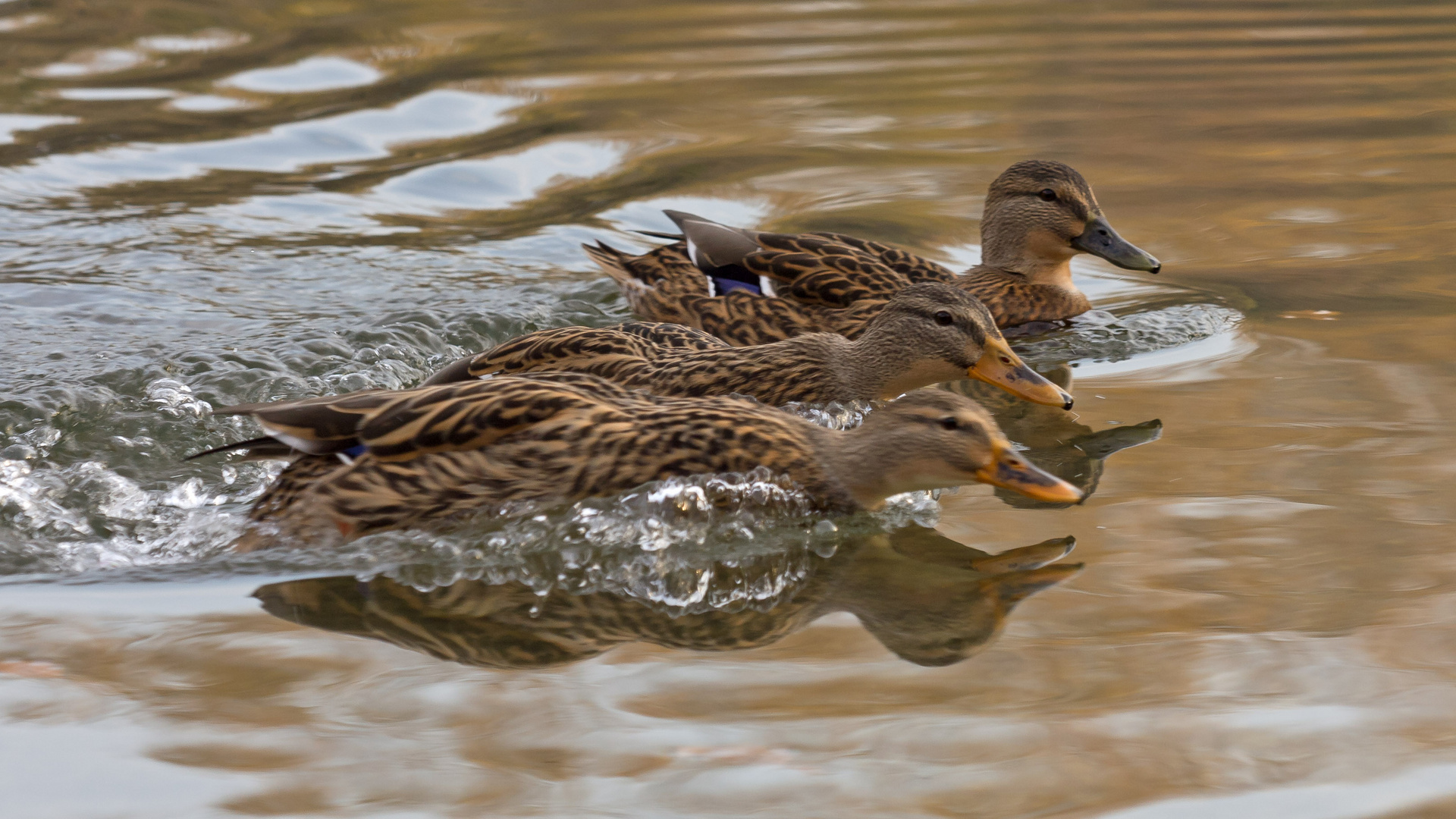 Wettschwimmen zum Futter