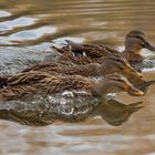 Wettschwimmen zum Futter