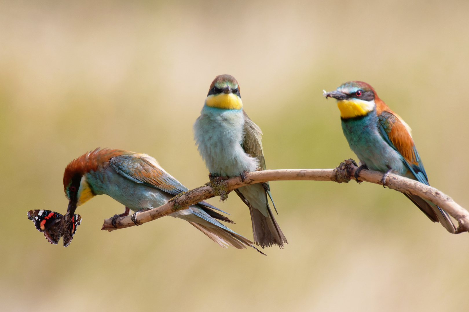 Wettstreit der Schönheiten.. Bienenfresser ( Merops apiaster) mit Admiral ( Vanessa atalanta)