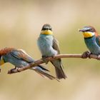 Wettstreit der Schönheiten.. Bienenfresser ( Merops apiaster) mit Admiral ( Vanessa atalanta)