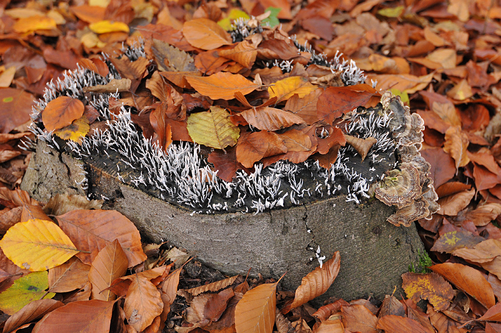 WG von Geweihförmiger Holzkeule und Schmetterlings – Tramete