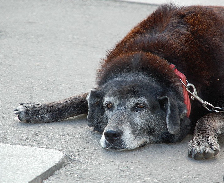 WGT - Hund