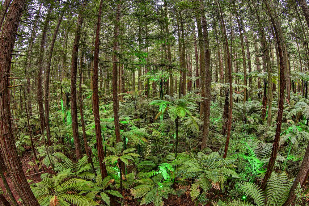 Whakarewarewa Forest