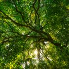 Whakarewarewa Forest