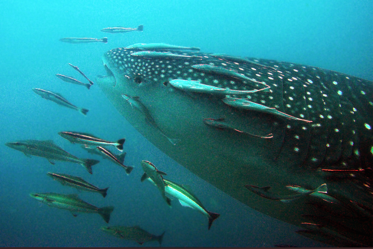 Whal sharks head at Richelieu Rock