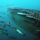 Whal sharks head at Richelieu Rock