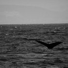 Whale at Monterey