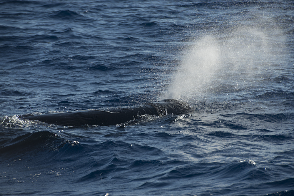 Whale Blowing Up Foto And Bild Tiere Wildlife Säugetiere Bilder Auf Fotocommunity