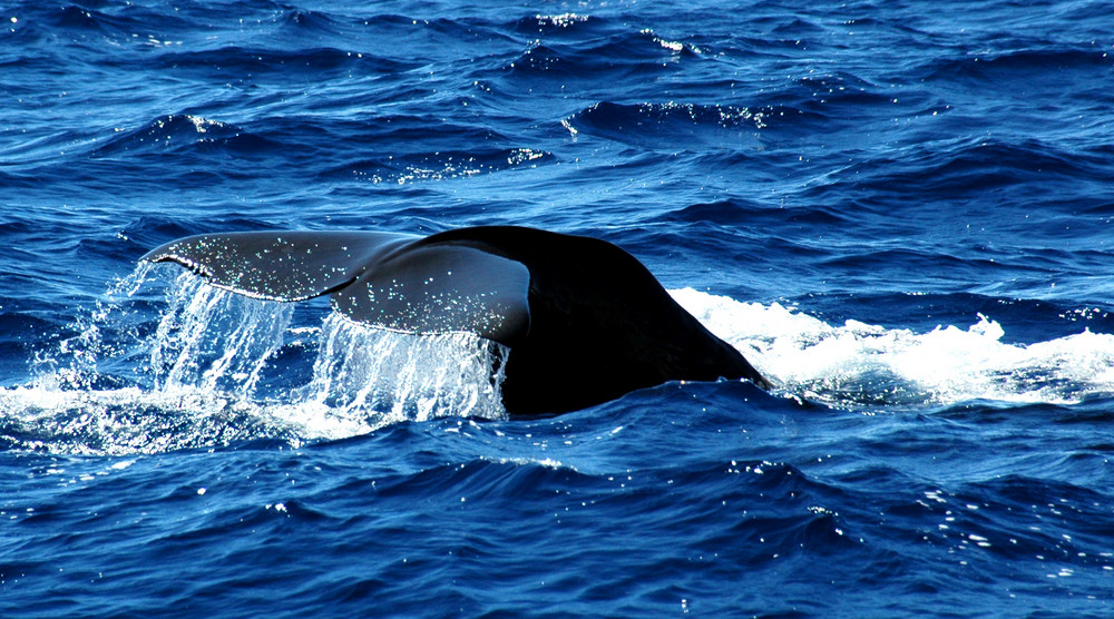 Whale Dominica