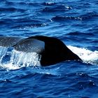 Whale Dominica