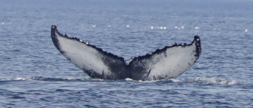 whale flapper