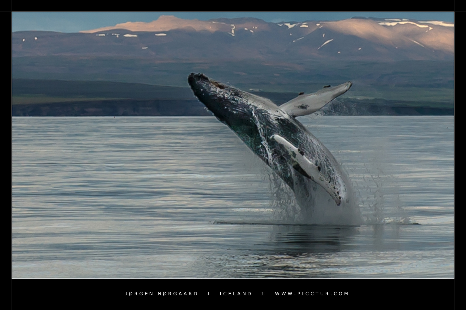 Whale jumping