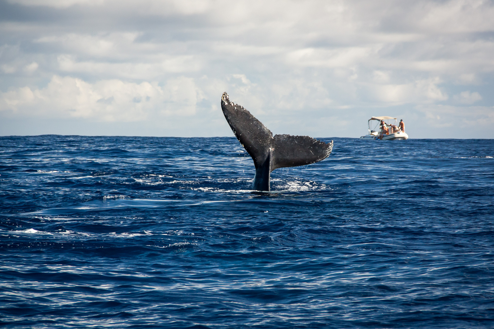 Whale, La Réunion