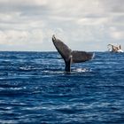 Whale, La Réunion