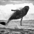 whale migration