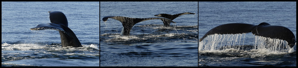 whale panorama ...