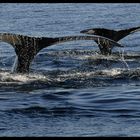 whale panorama ...