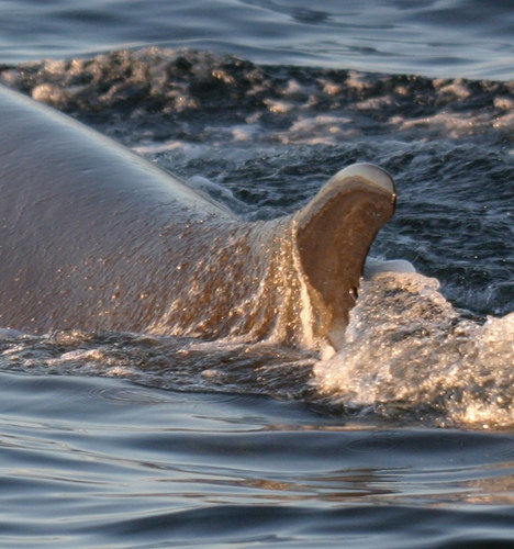 Whale Reflections