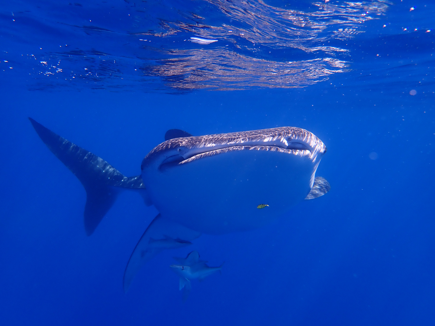 Whale shark 