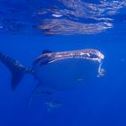 Whale shark 