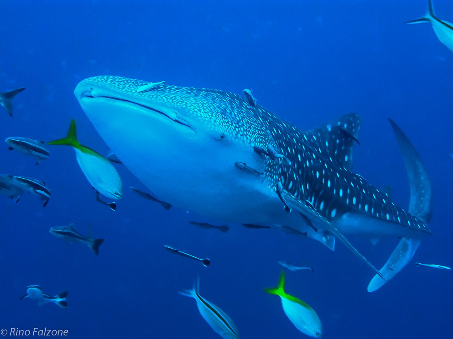 Whale Shark