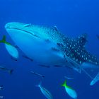 Whale Shark