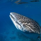 whale shark