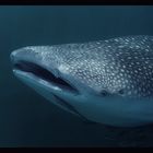 Whale shark love