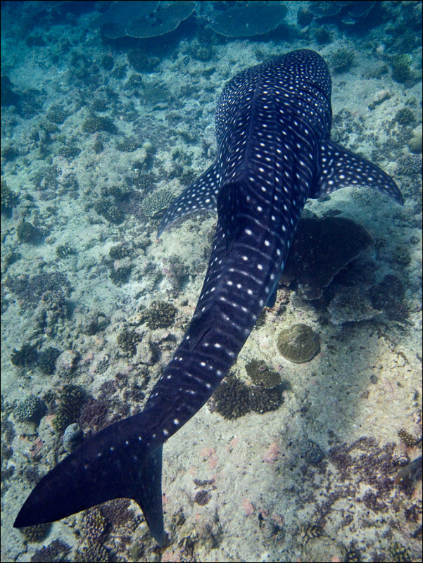 Whale Shark - Outruned