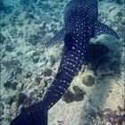 Whale Shark - Outruned