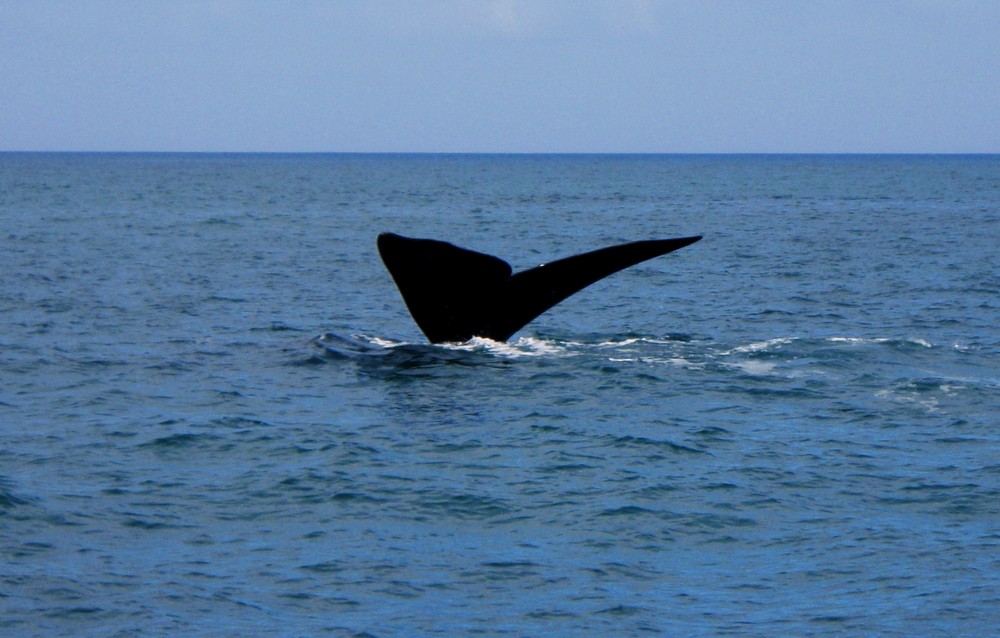 whale tail