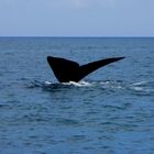 whale tail