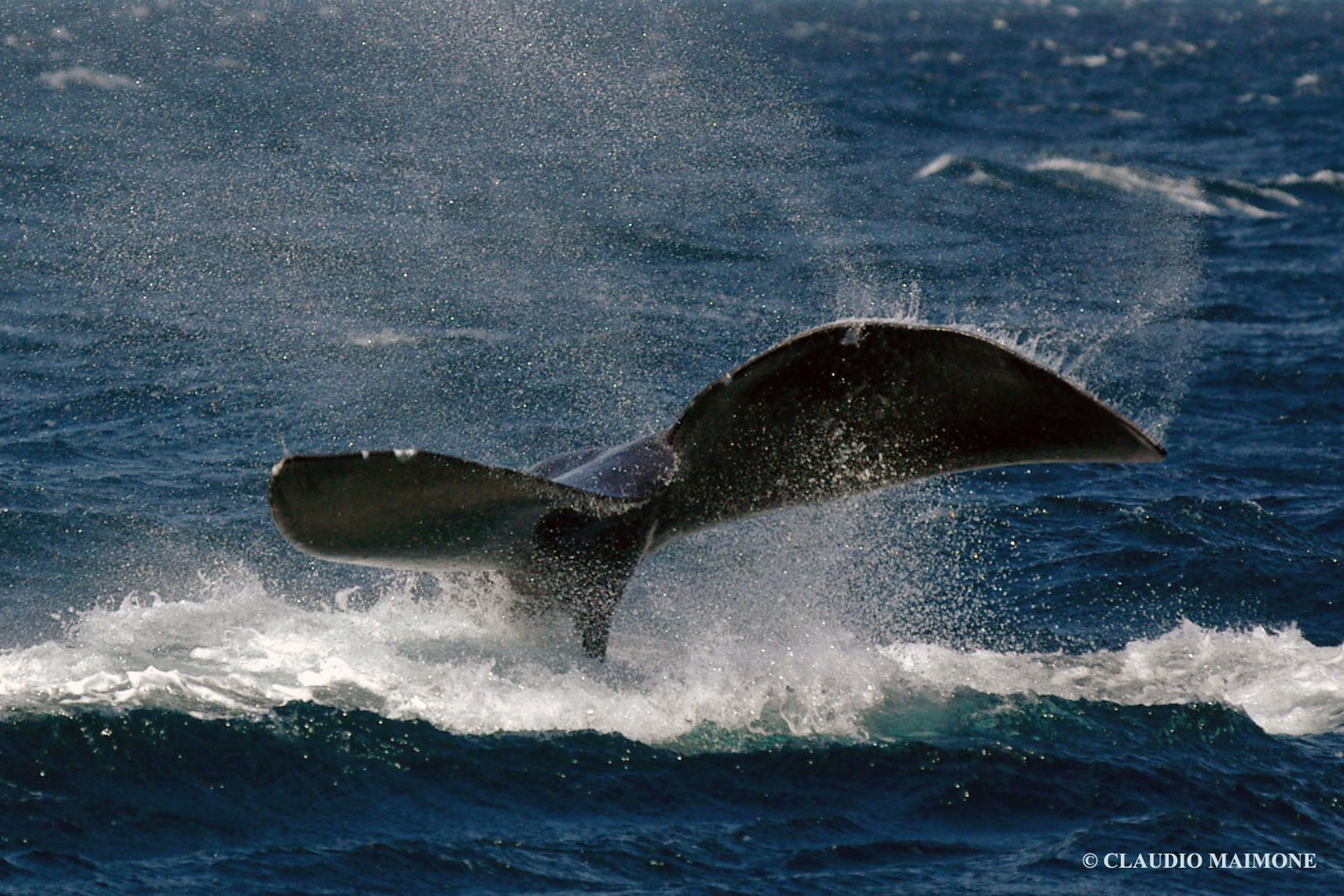 WHALE TAIL