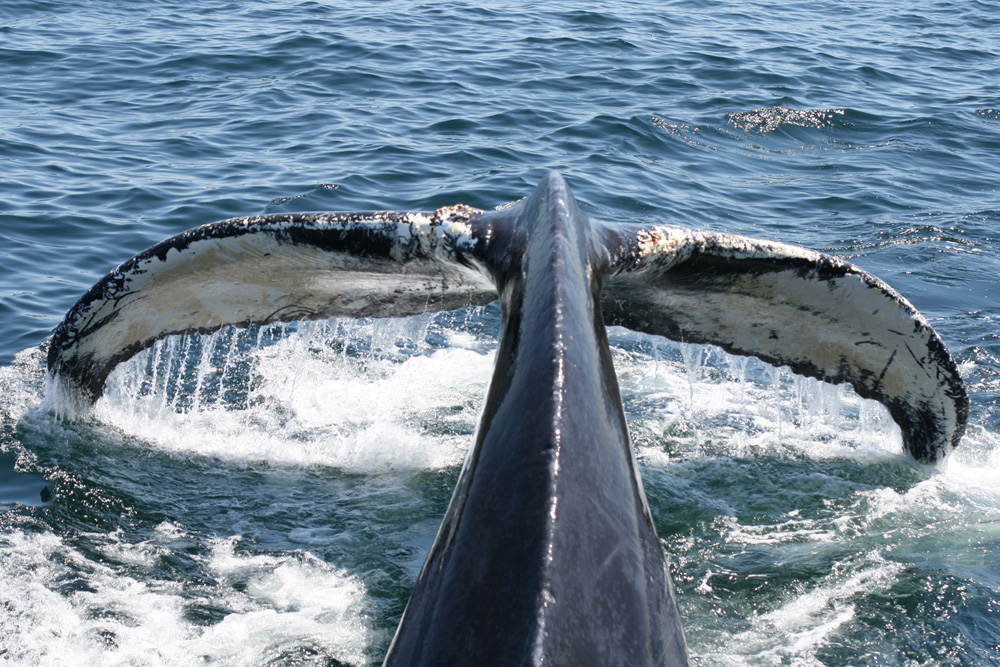 Whale Tail From Cape Cod Whale Watching Excursion