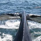 Whale Tail From Cape Cod Whale Watching Excursion